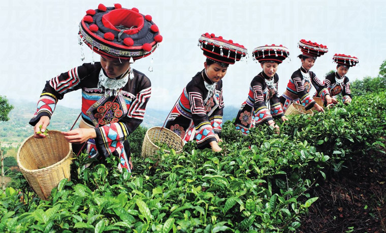 云南：多管齊下助力茶產業(yè)提檔升級