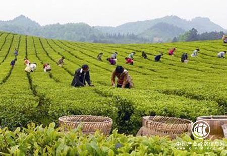 品牌影響力不足 中國茶出口非洲還需時日