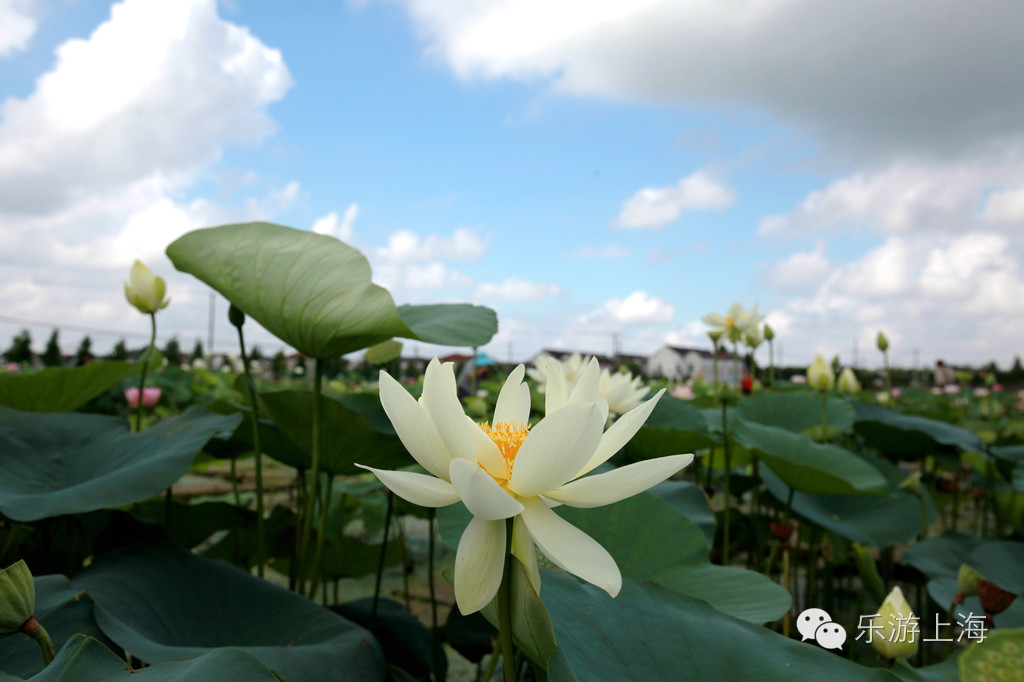 上海: 千畝荷花迎客來(lái)