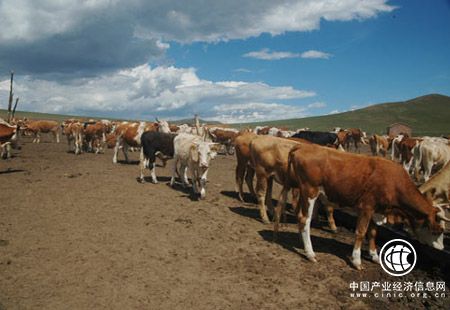 美國牛肉重返中國市場 中國肉牛產業(yè)亟待轉型升級