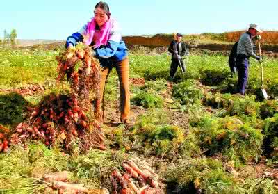 甘肅：把農(nóng)民增收作為根本之舉 繪就鄉(xiāng)村振興新畫(huà)卷