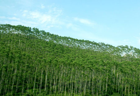 黑龍江積極推進(jìn)林業(yè)碳匯交易，拓展市場機(jī)制補(bǔ)償模式——空氣“變現(xiàn)” 林海生金