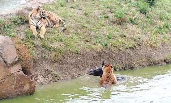 常州一動物園“投驢喂虎”涉9500萬債權糾紛，明日開庭