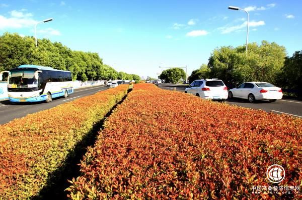 浙江紹興：許多綠化帶植物高溫炙烤下變紅甚至枯焦，火紅一片