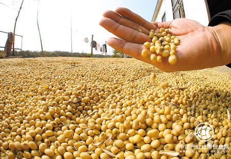 供需缺口巨大進口量攀升 國產大豆何去何從