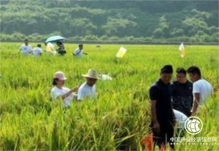 賣一噸賺兩萬多元！廣東鰻魚出口迎旺季