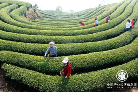 堅持“綠水青山” 云南普洱換來“綠色GDP”