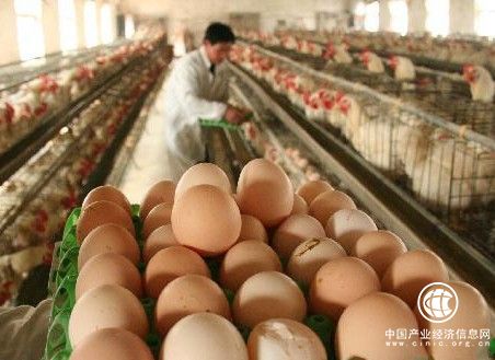 雞蛋價(jià)格月內(nèi)下降23.43%下月起行業(yè)產(chǎn)能或有過(guò)剩