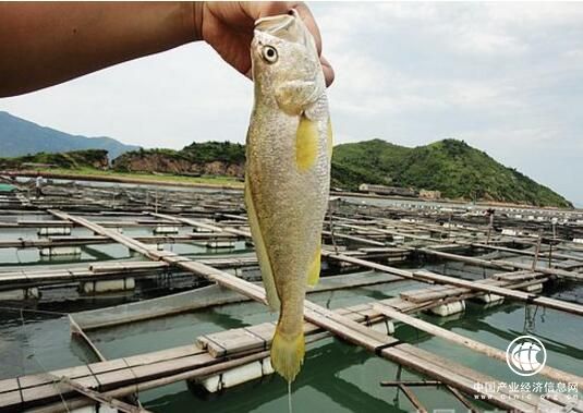 轉(zhuǎn)方式 調(diào)結(jié)構(gòu) 福建寧德市推進(jìn)大黃魚(yú)產(chǎn)業(yè)發(fā)展