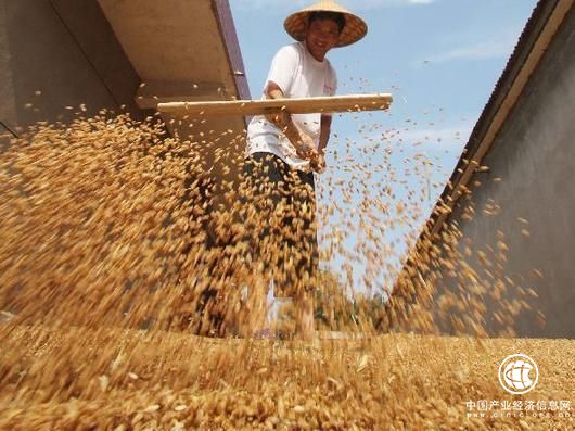 國家發(fā)改委12年首次下調(diào)小麥最低收購價格