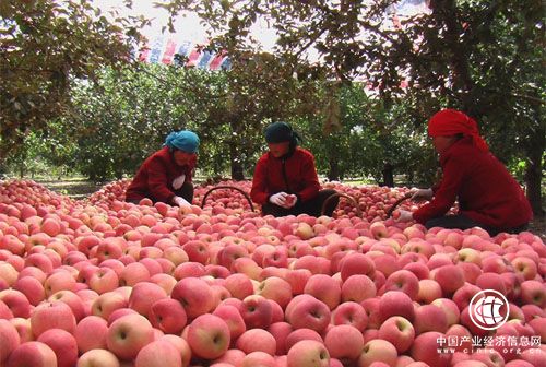 中國成為全球最大蘋果消費(fèi)國和出口國