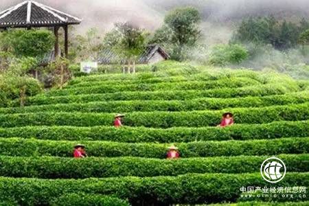 中國推動(dòng)世界茶葉產(chǎn)量不斷增長