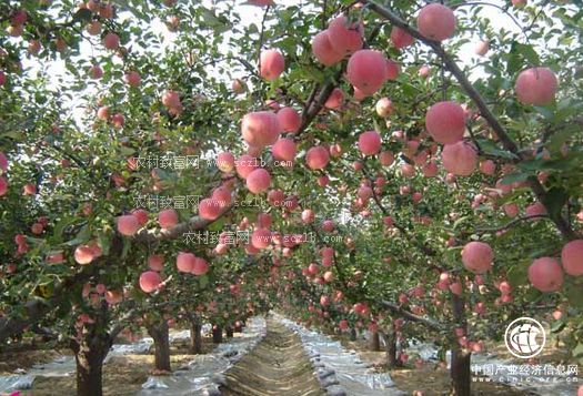 陜西洛川:產業(yè)后整理助力“紅蘋果”變“金蘋果”