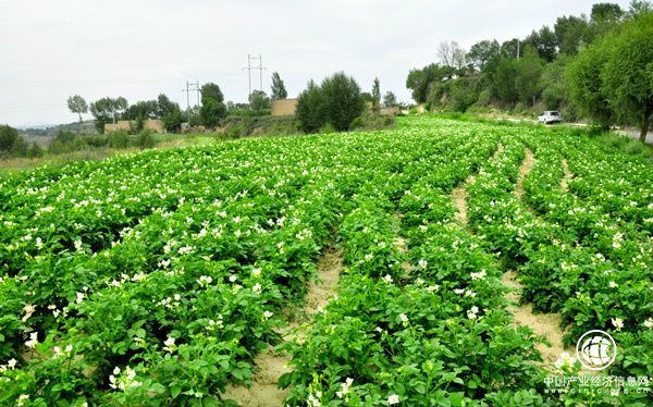 甘肅省永靖縣全力打造有機(jī)綠色食品供應(yīng)基地