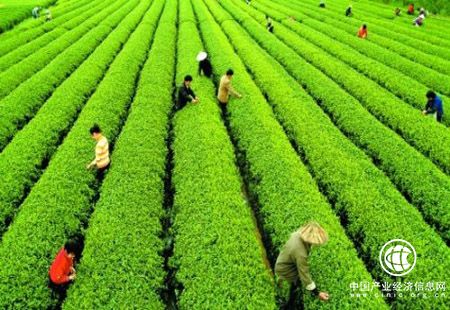 貴州黔南州擬建五十個(gè)茶葉標(biāo)準(zhǔn)樣板基地