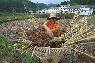 貴州茅臺回應暴利風波 宣稱一直高價收購高粱