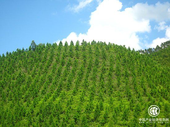 貴州今年計(jì)劃造林千萬(wàn)畝 建設(shè)高質(zhì)量“綠色貴州”