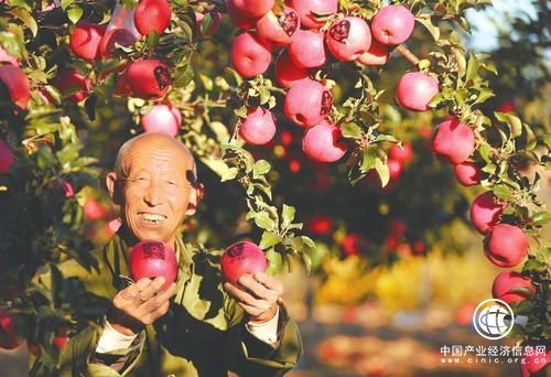 山西吉縣果農(nóng)：靠蘋果過(guò)上紅火日子