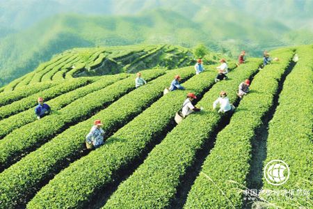 貴州著力建設全國優(yōu)質茶園基地