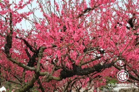 廣東連平擦亮“蜜桃之鄉(xiāng)”品牌 打造綠色旅游經(jīng)濟(jì)帶 