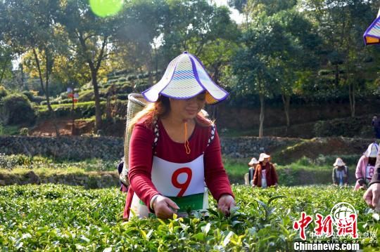 “中國名茶之鄉(xiāng)”福建壽寧舉辦首屆采摘技能競(jìng)賽