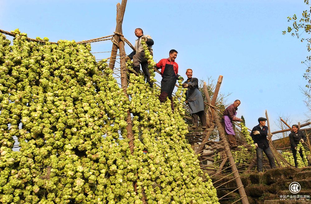 重慶“涪陵榨菜”地標產(chǎn)品經(jīng)濟效益實現(xiàn)新突破