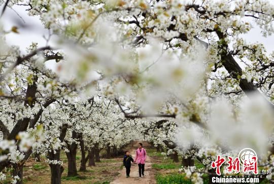 “中國雪花梨之鄉(xiāng)”河北趙縣進(jìn)入梨花最佳觀賞期