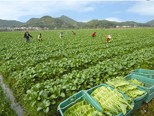 廣東省普寧市南徑鎮(zhèn)發(fā)展新型農業(yè) 做活“菜”文章