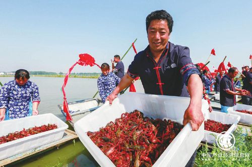 圍繞“小龍蝦”做足“大文章”江蘇盱眙以特色產(chǎn)業(yè)促脫貧