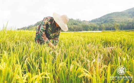 海南南繁：走向世界的中國“種業(yè)硅谷”