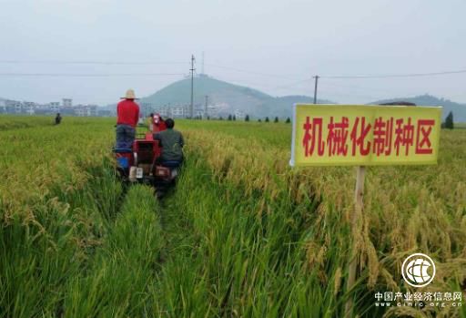 機(jī)械化制種時(shí)代將來(lái)臨，雜交水稻技術(shù)取得新進(jìn)展