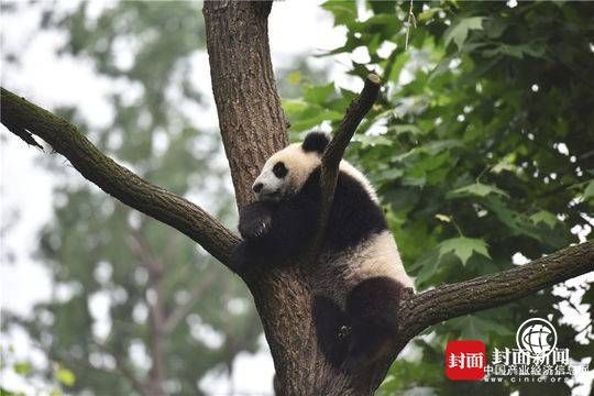 “十年看巨變 全國都市媒體總編輯四川行”探訪都江堰