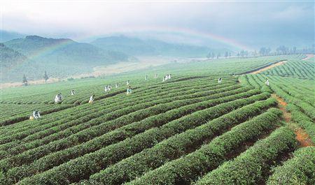 湖南借力千億茶產(chǎn)業(yè)實施鄉(xiāng)村振興戰(zhàn)略