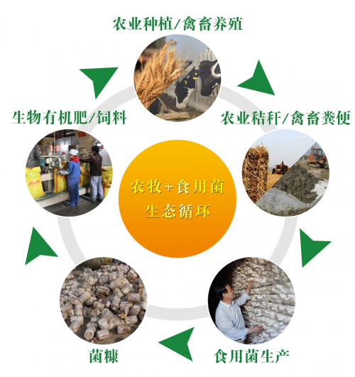 西華縣將建國內(nèi)首所食用菌職業(yè)技能培訓(xùn)學(xué)校