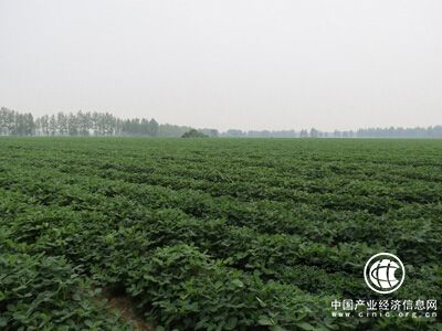 河南要求確保2018年優(yōu)質花生種植面積2200萬畝