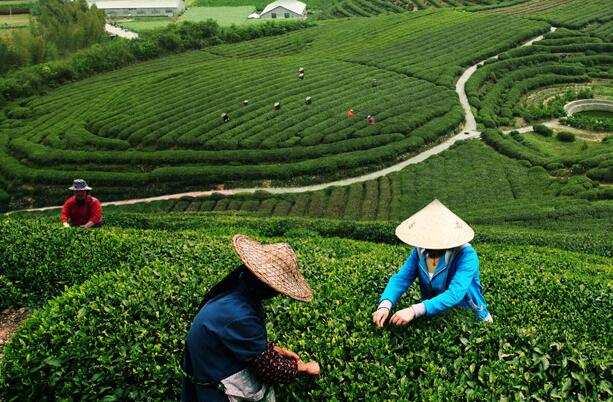 以藥興旅 浙江淳安臨岐鎮(zhèn)實(shí)現(xiàn)鄉(xiāng)村振興的