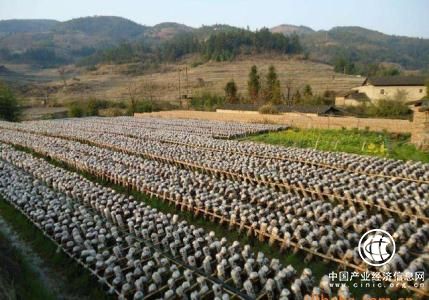 “中國(guó)食用菌之都”福建省古田縣食用菌產(chǎn)業(yè)“騰籠換鳥”