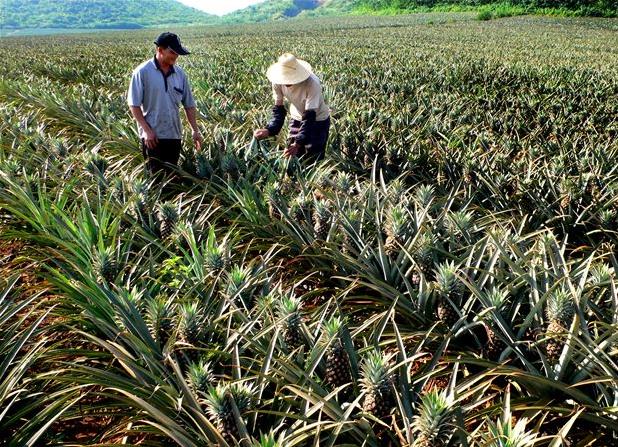 同一個縣菠蘿差價60倍：品種、特色決定銷售前景