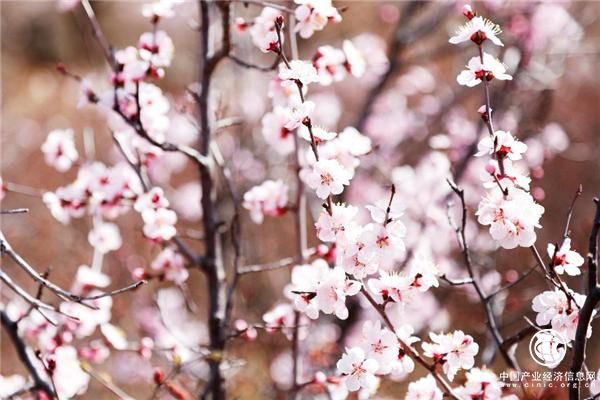 一顆野山杏仁的旅程，這是一場(chǎng)生命之旅！