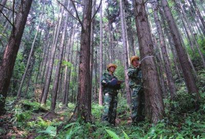 “全國林改第一縣”福建武平：不砍樹也致富