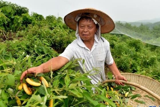 河南省推出“硬核”民生舉措 兜牢兜好脫貧攻堅(jiān)底線