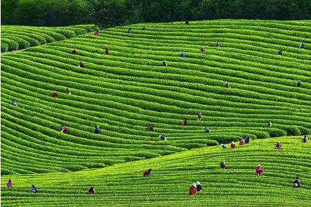 貴州金沙：“中國(guó)貢茶之鄉(xiāng)”種植萬(wàn)畝茶葉致富一方百姓