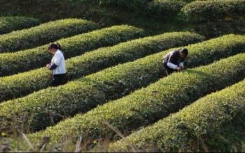 去年浙江省茶園總產(chǎn)量達(dá)19.4萬噸