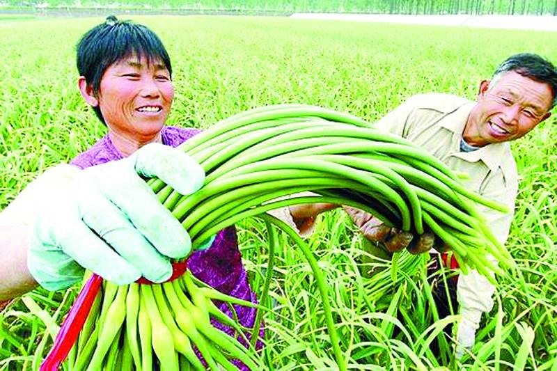 山東探索特色農(nóng)產(chǎn)品目標價格保險 蒜薹農(nóng)戶獲賠1.7億元