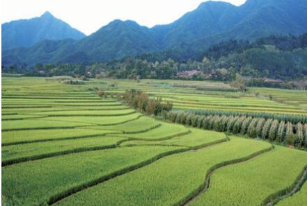 陜西洋縣：讓“綠水青山”變發(fā)展有機產(chǎn)業(yè)“金山銀山”