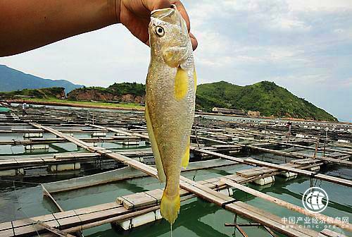 dahuangyu