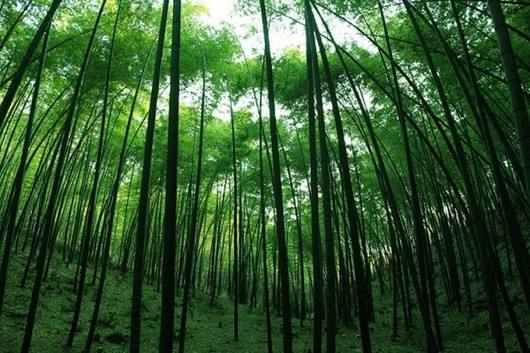 二○二○年我國將建百萬公頃竹林基地