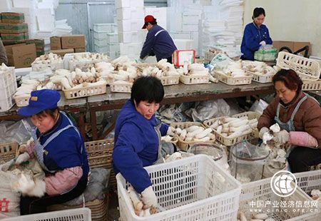 “大眾菇”仍占據(jù) 食用菌市場主導(dǎo)地位