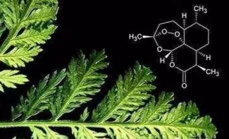 青蒿素行業(yè)迎來好消息 為中藥走向世界注入動力