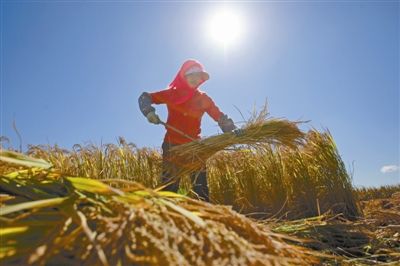 中央地方財(cái)政對兩類農(nóng)業(yè)保險(xiǎn)投保農(nóng)戶實(shí)施保費(fèi)補(bǔ)貼